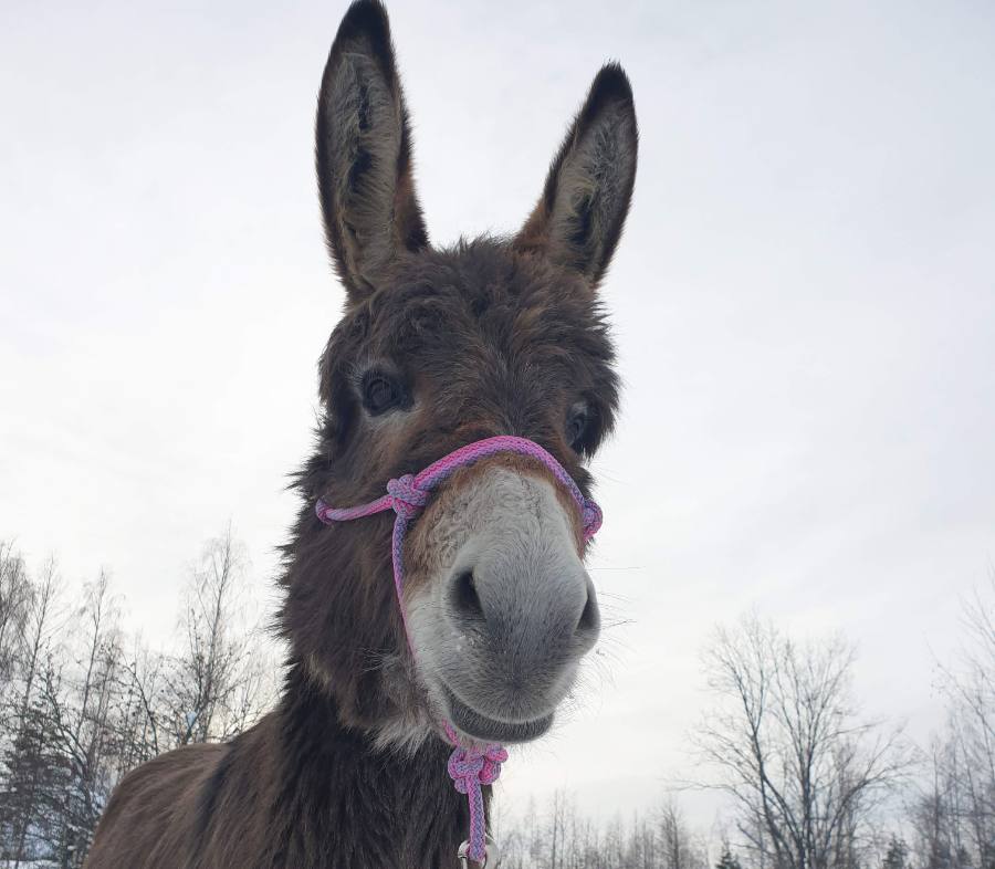 Åsna på Elvemil Lantgård