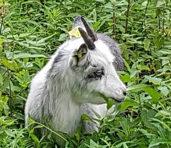 Lappget på Elvemil Lantgård